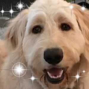 Meet your Posher, Rachelle